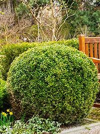 Evergreen Shrubs For Sale | Buy 1 Get 1 Free
