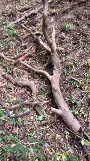 My soul, my life 🌿🐾 | eco cat trees & decor on Instagram: "This cat tree is crafted from naturally fallen dry wood, collected without harming the environment. Hand-shaped and stable, it gives cats safe shelves to rest, a strong scratching area, and a design that fits beautifully into any home. To view the full catalog and custom options, send a message in Direct. #cats #cat #kittens #catsofinstagram"