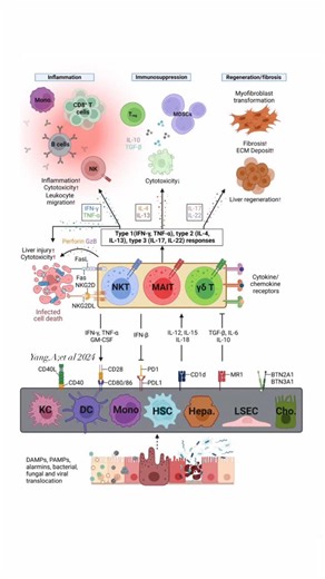 @biochemistry_nutrition_medlab on Instagram‎: "Bacterial translocation,viral infection,& hepatocyte damage release danger-associated molecular pattern (DAMP)& pathogen-associated molecular pattern(PAMP)molecules & alarmins that activate antigen-presenting cells(APCs). Within the liver microenvironment,APCs present antigens &costimulatory molecules to innate-like Tcells(ILTCs). APCs also secrete cytokines/chemokines to modulate mammalian ILTC function.In response,ILTCs produce effector molecules 