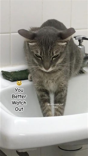 Angry Face CAT😹 #cat #viralshorts #funnycat