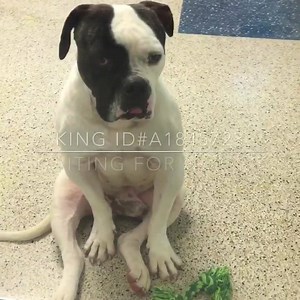 79K views · 910 reactions | KING  ID #A1845723 Look at this...