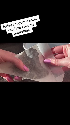 There’s SO much more to it but this is a look into how I pin butterflies! #butterfly #insects #entomology #howto #fyp