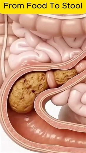 How Stool Forms Inside the Human Body | Digestion to Bowel Movement in 3D Animation #science #shorts