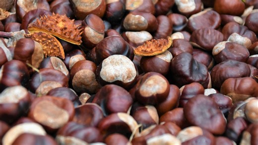 I borghi in Italia dove raccogliere e mangiare castagne