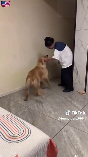 Funny Labrador Retriever.🤣🐶🥳#funnydogs #foryou #dogsoftiktok #labrador #usa🇺🇸