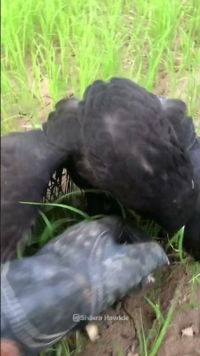 Epic Hunt! Great Black Hawk Captures Prey | Predator Birds 4K