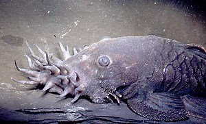 The Electric Catfish and 6 More Bizarre Catfish Species | OutdoorHub