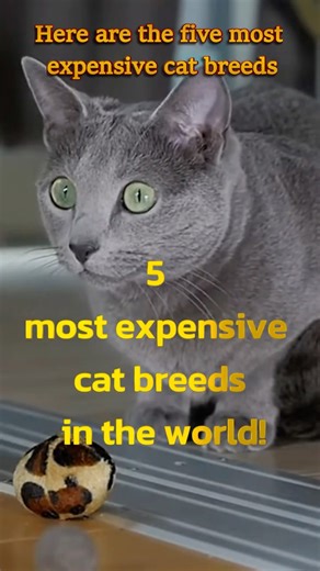5 Most expensive cat Breeds #shorts