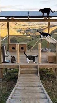 Luxury Outdoor Cat House Build with Solar Roof