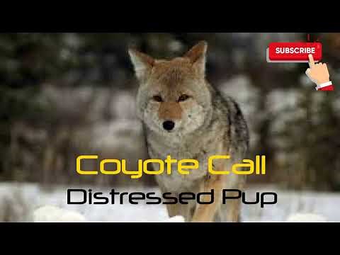 Coyote Hunting Call - Distressed Pup - 4 Mins - Free Download