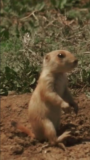 Wild Prairie dog barking sound