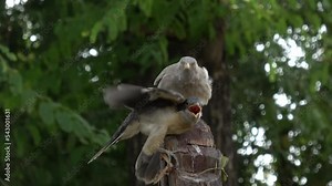 Great spotted cuckoo chick asks for food from Parent Adoptive parents a Jungle Babbler in Bharapur reserve Uttar Pradesh india, 2022