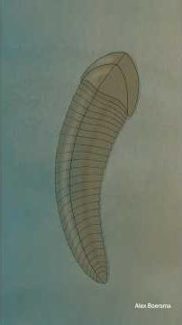 Meet the World's First Right-Handed Animal! #fossil