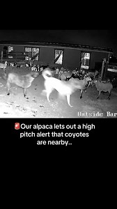 16M views · 440K reactions | They know that alert!‼️蓮 #livestockguardiandog #anatolianshepherd #farm #alpaca | Raventree Ranch | Facebook