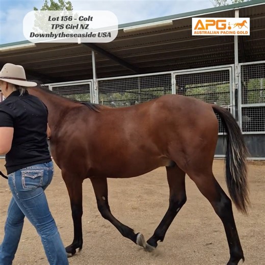 🎥 Filmed just over two weeks ago, as this colt began his sale preparation. EARLY PREVIEW SERIES | MELBOURNE COLT FEATURE Lot 156 – Colt | Downbytheseaside (USA) Bred by Kevin Clark | Prepared by Dean & Blanche Poole – Rhiannon Park A Downbytheseaside colt with plenty to like - and a little spice that buyers love to see. This colt showed us plenty early. From his conformation to his developing muscle definition, he presents as a colt with upside, and the pedigree page to back it up. Prepared by 