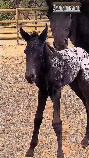 Best care from a horse 💥💥🥰