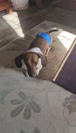 16K views · 148 reactions | Meet Ruffy. He's an adorable red piebald...