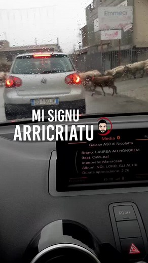 Sheep Herding through Urban Streets