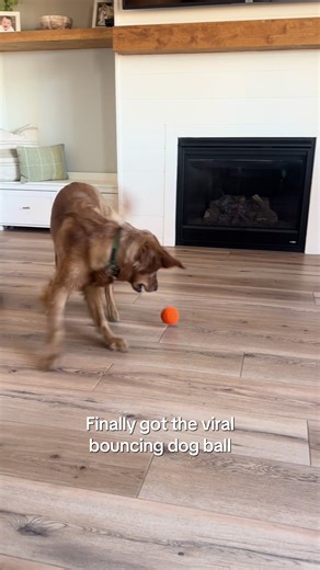 Best Bouncing Dog Ball for Puppy Energy Release