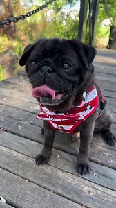 2.2K views · 255 reactions | Benji says hey.. Watch out for his adoption profile on the website in the coming days.. He’s completed his life transformation including massive weigh loss, lots of brushes and baths, BOAS surgery, major dental and behavioural training yay.. Benji xxx | PUG RESCUE & ADOPTION VICTORIA INC. | Facebook