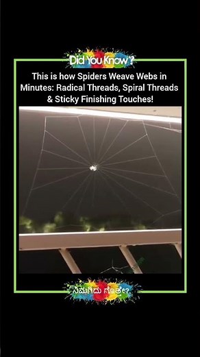 This is how Spiders Weave Webs in Minutes