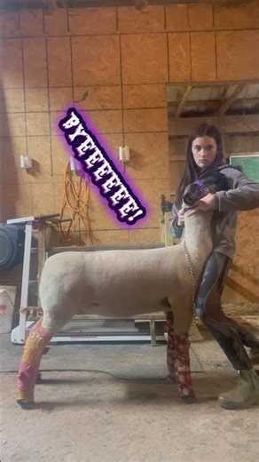 Diva!!!! And snickers!!!! #showsheep #4h