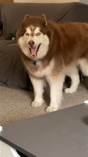 Funny moments of Dogs trying to Talk like Human. #funnyshorts #doggielife #shorts