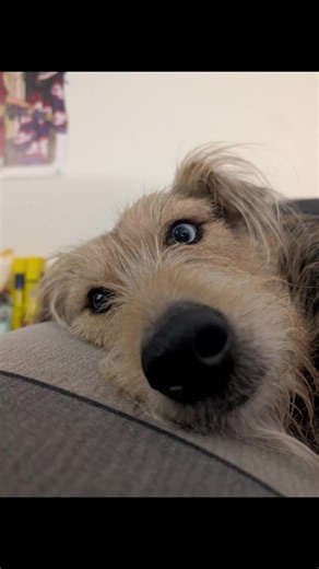 Hazel 💜 #snootboopin