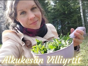 Villiyrtit - yleistietoa ja ohjeita käyttöön ja keräilyyn