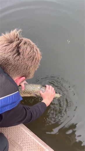 Reviving a giant 28 inch pike shoutout to (jay) for catching the monster ￼