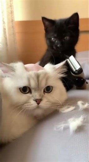 Naughty Kitten Shaves Cat's Head BALD! ✂️🙀 #FunnyCats #CatPrank #SoraAI