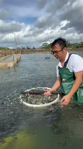 Tilapia Fry & Fingerlings Catching Method