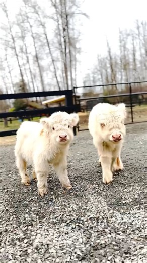 Rocking L Miniature Cattle on Instagram: "“Pumpkin Seed” — Super Micro Bull Calf “Pepper” — Micro Highland Heifer Calf Ohno™️ genetics: clear, strong, proven. These two, sold together, form an immediate, income-producing foundation — ideal for launching a niche breeding program, specialty farm-to-table venture, or a branded micro-cattle enterprise. They’re complementary, market-ready, and built for sustainable growth. What dream business could these two propel for you? Tell us your vision — micr