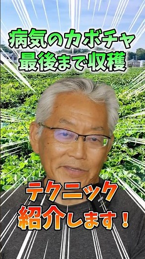 家庭菜園や農園のカボチャ栽培で病気のカボチャも収穫の秘訣！病気対策のコツとカボチャの育て方！【農家直伝】#shorts