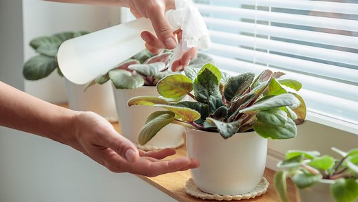 How Do Plants Communicate With Each Other?