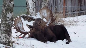 293K views · 4.4K shares | Hook the Moose Sleepy Moose www.kissamoose.com | Kiss a Moose LLC | Facebook