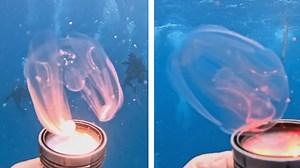 Bioluminescent comb jelly glimmers in the light