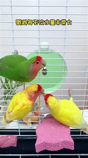 Parrots drink a lot of water every day, and this large-capacity needle-type water feeder is great;
