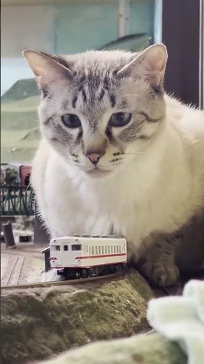 Cat conductors block toy trains 😾🚆