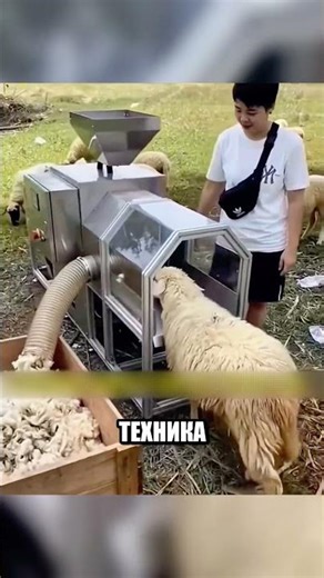 Эта машина стрижёт овцу за СЕКУНДЫ🤯⚙️🐏