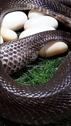 “Incredible Moment: Snake Laying Eggs Captured in Nature”