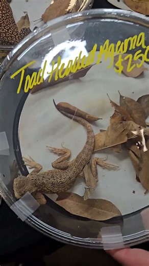 Checking out the Texture of the Toad-Headed Agama 😁