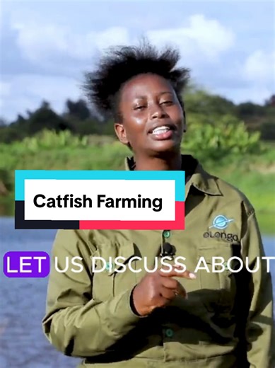 Did you know that catfish only reproduce naturally in a natural system either in lakes or rivers. Therefore if you need to breed catfish you will have to do artificial reproduction. Would you like to learn more about catfish farming? Let us know and we'll direct you to the Free course on fish farming. #fishfarming #fishinglife #agribusiness #agriculture #farming #onlinecourses #elengofarmingcourses #smartfarming