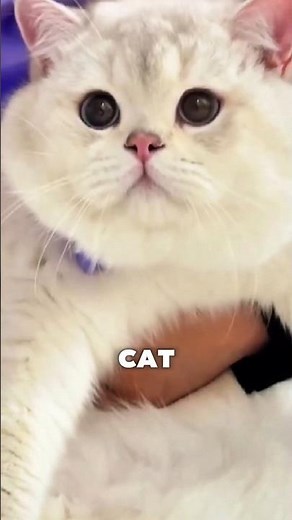 Your Cat Doesn’t Hate You (Try THIS)🐾