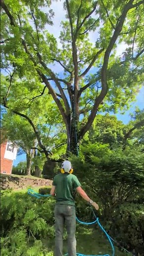 Black Walnut Pruning by Gecko Tree Care