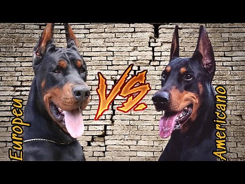 European Doberman VS American Doberman | Differences and characteristics