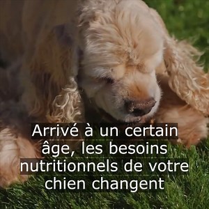 37K views · 78 reactions | Une alimentation adaptée aux besoins nutritionnels de votre chien senior l'aide à vieillir dans de bonnes conditions pour que vous ayez le bonheur de l’avoir très longtemps à vos côtés ! 殺 | Virbac | Facebook