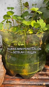 94K views · 1K reactions | Water change mini pond setelah berbulan" | Aquascape lovers | Facebook