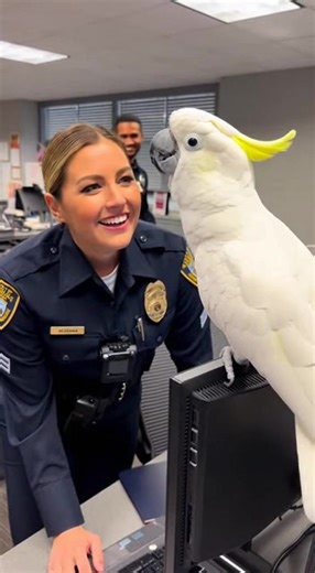 "Can a bird really speak like this? I’m truly amazed. Is this real, or is it created with AI?" 😯😲 | Invisible CAT