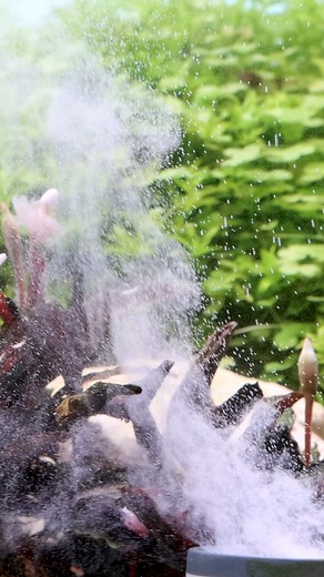 6.2K views · 139 reactions | Aquascape from Garnelaxia in Vienna #shorts #bucephalandra #aquariumhobby #aquascape #freshwater #freshwaterfish #tropicaaquariumplants | Tropica Aquarium Plants | Facebook